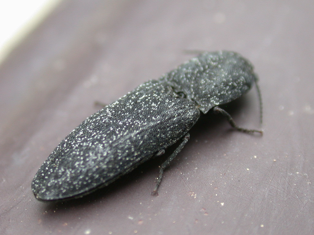 Lacon punctatus  in Abruzzo (Elateridae)